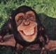 The Monkey's Avatar