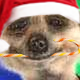 VEGANGELICA's Avatar