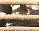 Erica and other Iowan animals