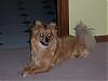 The Greatest Dog In The Universe-100_0063.jpg