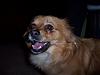 Member Pet Picture Gallery-gooddog.jpg