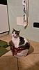 Member Pet Picture Gallery-20160101_201115.jpg