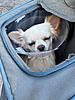 Member Pet Picture Gallery-085c6a0c-e360-486b-9605-36e7b45fa90d.jpg