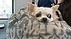 Member Pet Picture Gallery-524dc23b-82b9-40dd-b8a2-b7ee0f1f2dcc.jpg