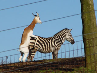 Name:  antelope_humping_zebra.jpg
Views: 3027
Size:  30.2 KB