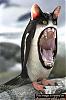 The Random Picture Contest-penguin.jpg